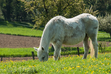 portrait of white horse in a meadow