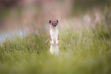 weasel in the grass in springtime in natural habbitat