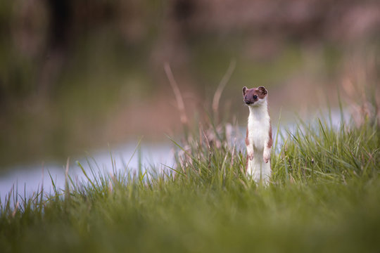 weasel in the grass in springtime in natural habbitat
