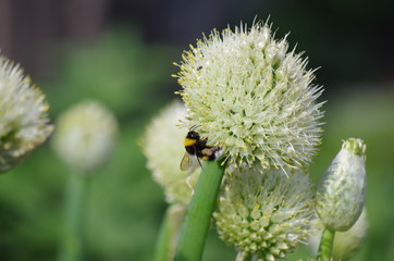 Bee
