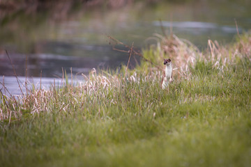 weasel in the grass in springtime in natural habbitat