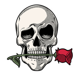 Hand Drawn Skull with a Rose - Skull with funny look holding a rose between his teeth