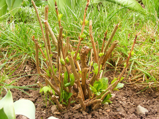 Blue hydrangea bush in the  spring garden, Green Hydrangea plant