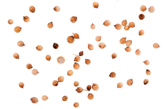 coriander seeds on white background