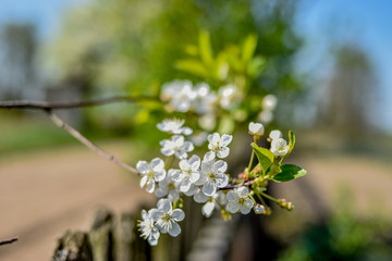 White flowers in a village on a natural spring background