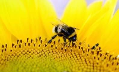  bumblebee sits on a yellow flower. Macro photo