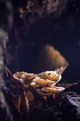 Mushrooms in a chestnut forest.