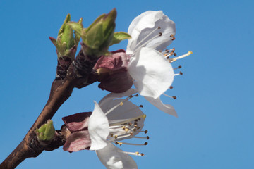 blossom spring apple tree branch with blur background