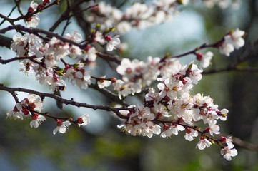 blossom spring apple tree branch with blur background