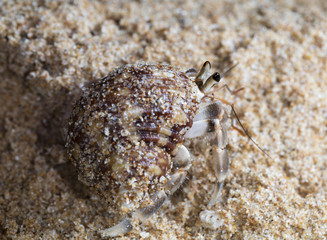 small hermit crab