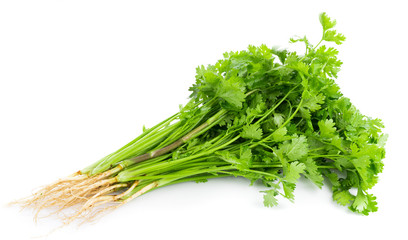 fresh coriander leaves on white background