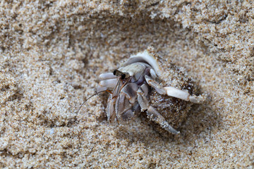 small hermit crab