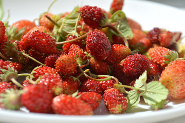 Wild strawberries in a plate
