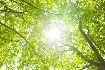 Forest sunlight