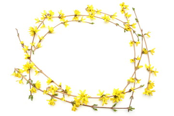 Frame of forsythia branches with yellow flowers isolated on white background. Spring branches flowering. 