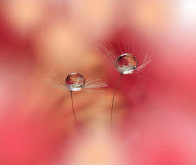 Abstract macro photo with dandelions and water drops.Artistic Background for desktop. Magic Floral Art.Creative Wallpaper.Flowers closeup photography,pastel tones. Fantasy design.