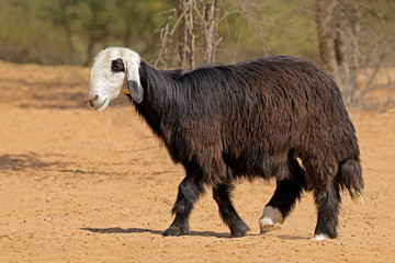 Obraz premium Arabian Nadji - domestic sheep breed of the Najd region of the Arabian Peninsula.