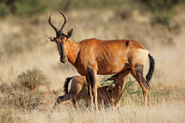 Red hartebeest antelope (Alcelaphus buselaphus) with suckling calf, South Africa.
