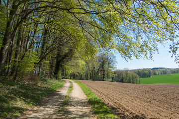 Waldrand Wanderweg im Frühling im norddeutschen Hügelland