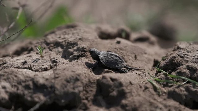 Little tortoise is walking on the ground