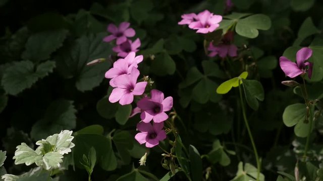 Tiny pink buds of Oxalis articulata plant slow motion footage - Windowbox wood-sorrel flower slow-mo