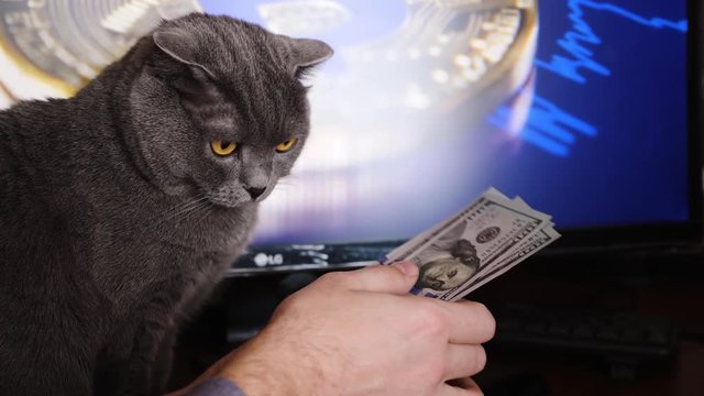 Businessman counting money at the table. Gray British cat looking at the money