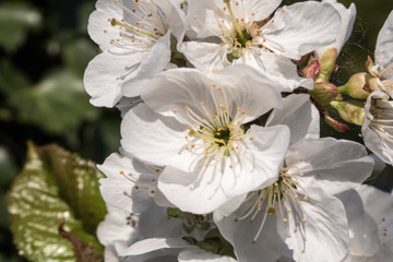 Kirschblüte Nahaufnahme Makoraufnahme weiß