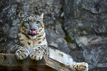 舌を出すユキヒョウ