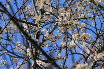 Pink blossom against blue sky