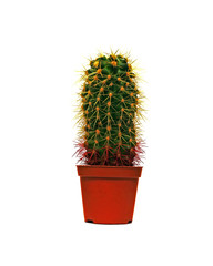 Cactus in flowerpot on white background. Houseplant isolate for design.