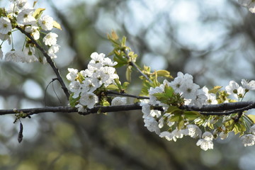 Frühling
