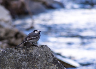 Bird and river