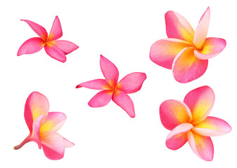 Obraz na płótnie Canvas Set of frangipani or plumeria flowers with path