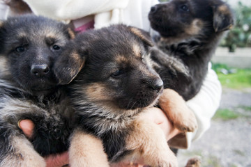 Fototapeta na wymiar Shepherd puppys - pastore tedesco cuccioli