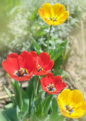Obraz premium Close-up colorful bright yellow and red flowers tulips in spring garden. Flowering flower bed on a sunny day. Beautiful floral blurred background.