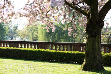 Kirschbaum im Garten des Standesamt Höchst in Frankfurt am Main
