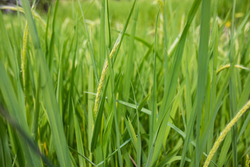 Fototapeta na wymiar greenery rice crop growing in rice field