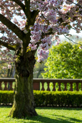 Obraz premium Kirschbaum im Garten des Standesamt Höchst in Frankfurt am Main