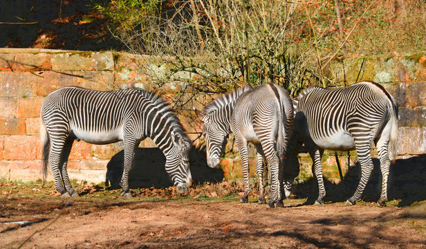 Zebraherde