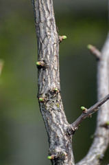 Tree trunk of Ginkgo Bioba at spring in Kiev
