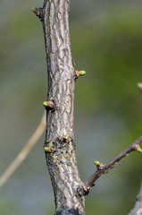 Tree trunk of Ginkgo Bioba at spring in Kiev
