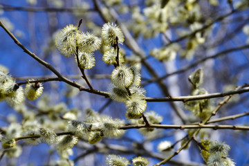 Flowering willow. Flowering pussy willow branch on natural blue blurred background close-up.