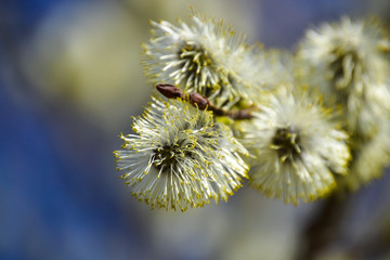 Flowering willow. Flowering pussy willow branch on natural blue blurred background close-up.