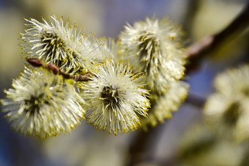 Flowering willow. Flowering pussy willow branch on natural blue blurred background close-up.