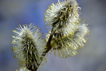 Flowering willow. Flowering pussy willow branch on natural blue blurred background close-up.