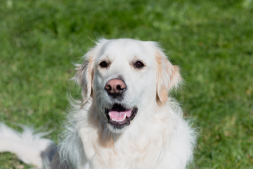 Close up portrait of a purebred white golden retriever siting down in the grass