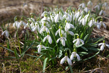 Snowdrops on the glade.