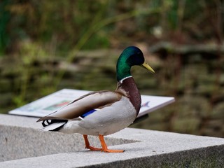 Canard