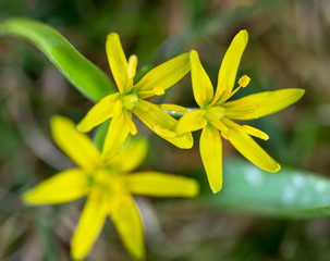 Small yellow flowers.