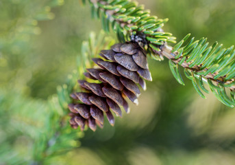 Fir cone on the tree.